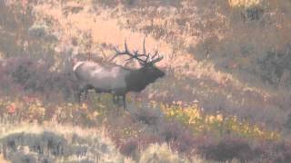 Montana Hunting Company Elk 2012 [upl. by Sturges61]