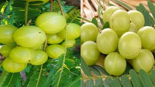 How to grow gooseberry seed from banana  gooseberry tree from banana [upl. by Rancell]