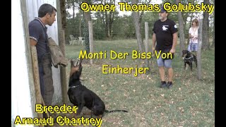 Dobermann Monti Der Biss Von Einherjer IGP 2 283 A 93 B 96 C 94 FH 2 92 ZTP SG 1 A HD 1 [upl. by Neral208]