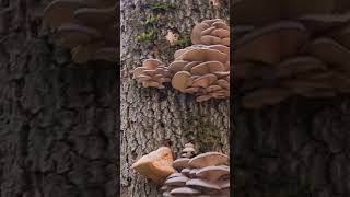 Вёшенка устричная Pleurotus ostreatus short shorts [upl. by Marney]