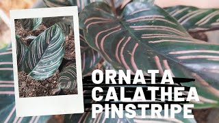 Calathea Ornata Care  How To Propagate Ornata Calathea Pinstripe  Calathea Ornata Propagation [upl. by Lukin]