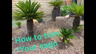 Cycas Revoluta Sago Palm HOW TO TRIM A SAGO PALM [upl. by Hegarty]