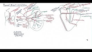 L07Renal blood circulation Excretion [upl. by Allyn]