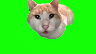 Green Screen Mr Fresh Cat Meme  Cat Eating Then Looking Up Meme [upl. by Burley]