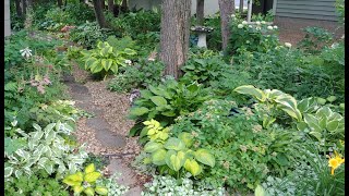 Shade garden in zone 4 Minnesota  hostas 🍀🌿 [upl. by Carine233]