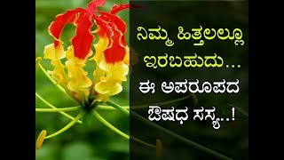 ಇದು ವಿಷ ಆದರೂ ಮಹಾ ಔಷಧ Its an endangered medicinal plant Save this plant [upl. by Okram]