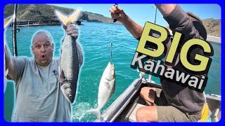 Slaying BIG Kahawai in Akaroa Harbour Part 2 [upl. by Boucher]