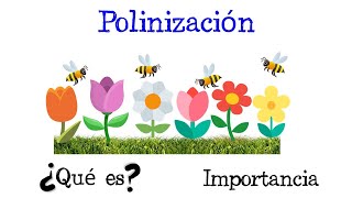 🌷 ¿Qué es la Polinización 🐝 Tipos e importancia Polinizadores Fácil y Rápido  BIOLOGÍA [upl. by Vasti351]