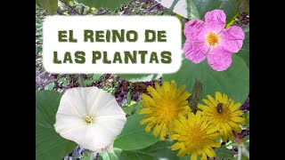 El REINO PLANTAS  Características polinización y dispersión [upl. by Church]