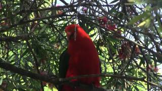 Australian King Parrot Alisterus scapularis ♂  Australischer Königssittich [upl. by Cecelia]