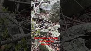 Rattlesnake and watersnake basking together dayhikingandherpingdudes [upl. by Annekam]