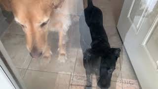 Teaching a Dog to Calm Down When People Come to the Door [upl. by Remat]