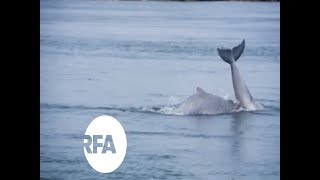 The Endangered Irrawaddy Dolphin  Radio Free Asia RFA [upl. by Namara434]