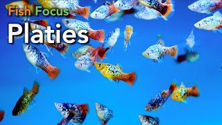 Fish Focus  Platies [upl. by Eeleimaj]