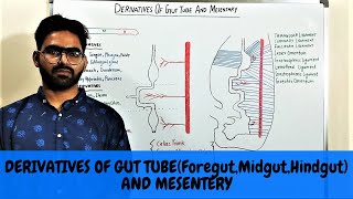 DERIVATIVES OF GUT TUBE AND MESENTARY  GIT EMBRYOLOGY 3 [upl. by Htebazileharas31]