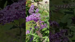 🦋 Captivating Yellow Swallowtail Butterfly Nature’s Beauty Unleashed [upl. by Elisabet]