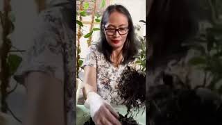 Repotting Money Tree  House Plant  Indoor Plants [upl. by Nylirehc]