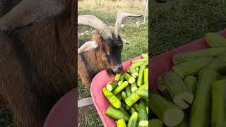 Kalan at The Rylee Ranch The goats enjoy a wheelbarrow of cucumbers [upl. by Soirtemed]