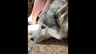 husky loup  nounours je decide de faire lavage avec une machine de notre chien adoré [upl. by Ruelle168]