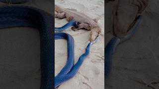 Monitor lizard vs black naag shortsfeed naagjogi [upl. by Dagnah]