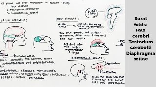 Dural folds  Falx cerebri  Tentorium cerebelli  Diaphragma sellae  med tutorials [upl. by Also356]