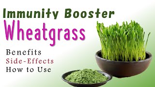 Wheatgrass Benefits And Side Effects  Wheatgrass Juice Benefits [upl. by Duahsar]