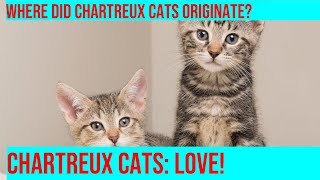 Uncovering the Mystery of the Chartreux Cat Breed [upl. by Thenna772]