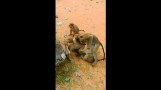 Wow wow this group baby monkey playing so hard Mom hold baby under the rain BB LEO is Live [upl. by Jeffery]