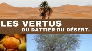 Les vertus du dattier du desert sumpleen vertus du dattier du desert sump [upl. by Sanford]