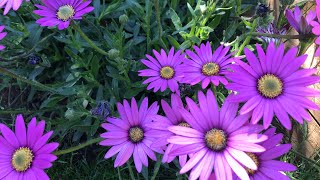 How to Propagate Osteospermum How To Take Cuttings of Osteospermum Cape Daisy Plant Propagation [upl. by Eednahs715]