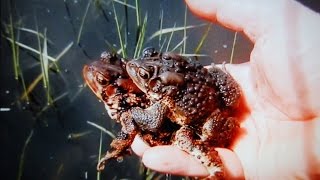 EASTERN AMERICAN TOAD Bufo Americanus [upl. by Isiad756]