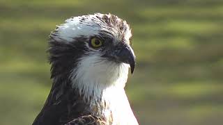 Gweilch Glaslyn 2023 Glaslyn Ospreys [upl. by Weinshienk910]