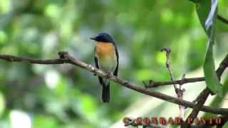 Tickells Blue Flycatcher [upl. by Nima]