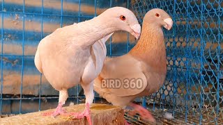 Exhibition German Beauty Homer Pigeons  expensive pigeon in the world  EEEuropean Pigeons [upl. by Yeleen]