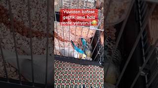 🐣🐣🐣🐣🦜 shorts keşfet muhabbetkuşu birds budgies babyanimals yavru bebek baby cute sevimli [upl. by Lunneta]