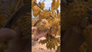 How to grow amazing testy fruit and colour custard fruitbeautifulnaturalfruitgradntrendingsong [upl. by Osmond]