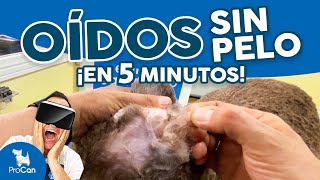 DEPILACIÓN DE OÍDOS en perros 🐕 Cómo limpiar la oreja y quitar pelo para prevenir otitis [upl. by Inalan763]