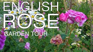 Rose Garden Tour roses rosegardens gardentour [upl. by Yespmed]