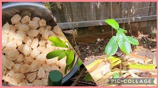 Removing Invasive Cape Gooseberry  Planting Rare Tropical Tree [upl. by Icam529]