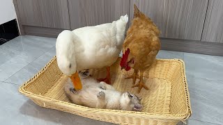 Whats the situation The idea of chickens and ducks was rejected by tabby cats Kittens are so cute [upl. by Kendall]