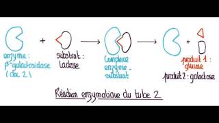 correction DS intolérance lactose [upl. by Statis]