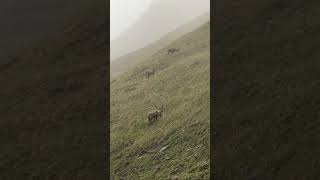 Ibexes in the mountains of Switzerland hiking rain [upl. by Besse]