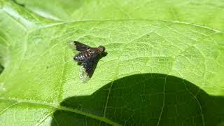 Black Banded Bee Fly Hemipenthes morio De Esch Rotterdam ZH the Netherlands 5 June 2024 [upl. by Iva]