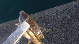 食べないもの、持ち帰らない魚は海へ逃してあげましょう。糸を噛み切るキタマクラはフグの仲間で、釣り人には厄介な存在ですが寛大な心で逃がしてあげてください。ササベラもキャッチ＆リリース。 [upl. by Keligot]