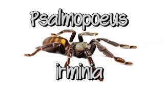 Psalmopoeus irminia Skaczący pająk ptasznik z Wenezueli [upl. by Sissy]