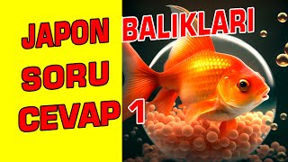 JAPON BALIKLARI HAKKINDA SORU CEVAP  Japon Balığı Akvaryumu [upl. by Lein379]