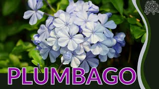 PLUMBAGO Growing and Caring for Tips Plumbago auriculata [upl. by Nichy]