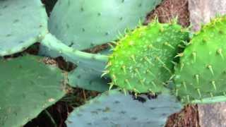 Cactus quotFleshquot Cleans Up Toxic Water  Science Nation [upl. by Eerhs550]