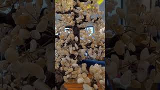 Gemstone Tree at IdarOberstein shortsvideo gemstone asmr germany american filipina [upl. by Eitac]