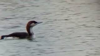 Black Throated Diver on Lake Lothing Lowestoft 31223 [upl. by Ralat355]